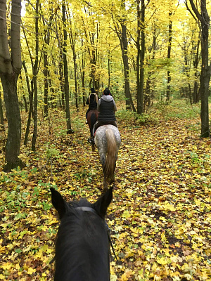 Конная прогулка в Набережных Челнах. Подарочные сертификаты Ultra Подарки. Купить оригинальный подарок или подарочный сертификат на Конная прогулка в Набережных Челнах. Сервис UltraPodarki.ru 8-800-505-9530. Катание на лошадях, Прогулка на лошади, Прогулка на лошадях для двоих, Конная прогулка, конный клуб, Конный клуб ВерхомТАТ, конная прогулка, конная прогулка в Набережных Челнах