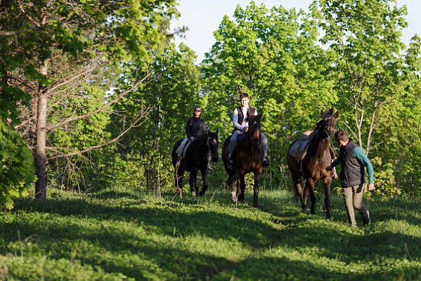 Конная прогулка для двоих в Набережных Челнах. Подарочные сертификаты Ultra Подарки. Купить оригинальный подарок или подарочный сертификат на Конная прогулка для двоих в Набережных Челнах. Сервис UltraPodarki.ru 8-800-505-9530. Катание на лошадях, Прогулка на лошади, Прогулка на лошадях для двоих, Конная прогулка для двоих, конный клуб, Конный клуб ВерхомТАТ, конная прогулка, конная прогулка в Набережных Челнах